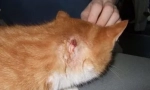 Absces cat: ako rozpoznať nebezpečenstvo